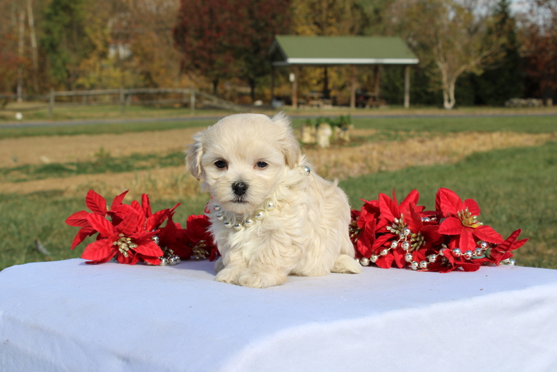 puppy, for, sale, Maltipoo, Matthew B. Stoltzfus, dog, breeder, Gap, PA, dog-breeder, puppy-for-sale, forsale, nearby, find, puppyfind, locator, puppylocator, aca